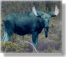 Bluemoose.gif