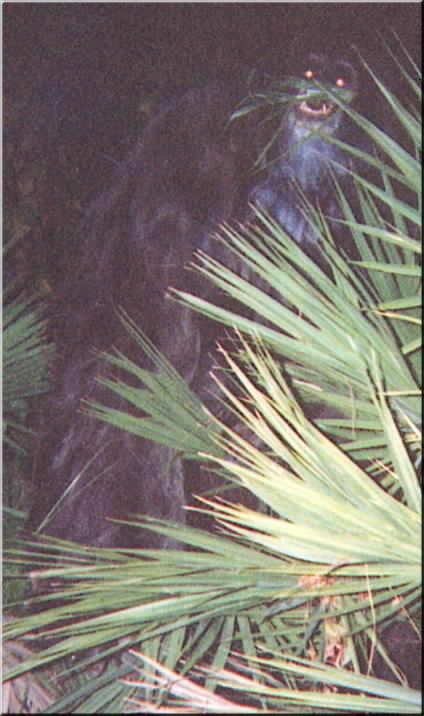 Skunk ape.jpg